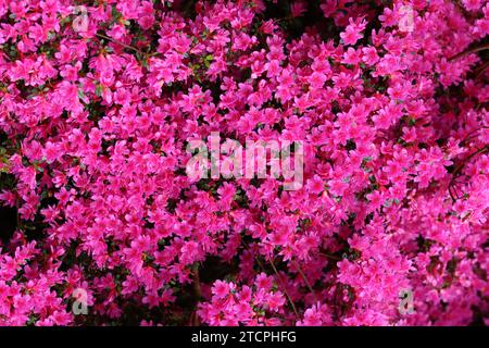 Riesiger Azalestrauch bedeckt mit Massen von hellrosa Blüten Stockfoto