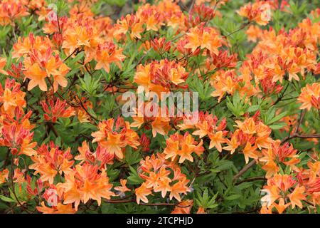 Großer Azaleenstrauch bedeckt mit Massen von Orangenblüten Stockfoto