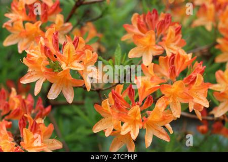 Großer Azaleenstrauch bedeckt mit Massen von Orangenblüten Stockfoto