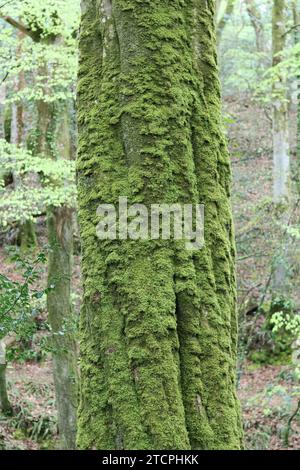 Buchenbaum, bedeckt mit grünem Moos in einem Wald Stockfoto