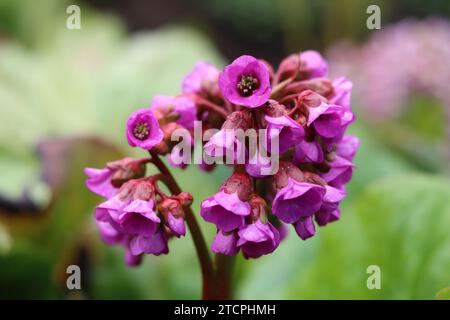 Nahaufnahme eines tiefrosa bergenia-Blumenkopfes Stockfoto