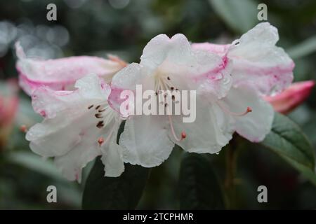 Nahaufnahme von weißen und rosa trompetenförmigen Rhododendronblüten, bedeckt mit Regentropfen Stockfoto