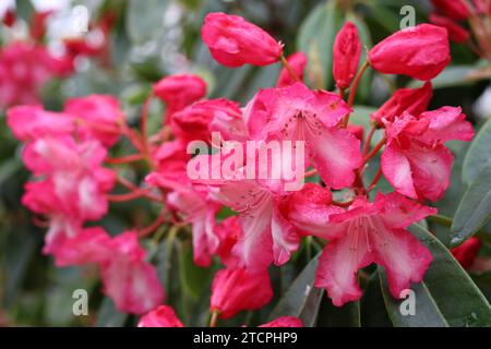 Nahaufnahme von rosa und weißen Rhododendronblüten auf einem großen Sträucher Stockfoto