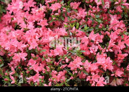 Großer Azaleenstrauch bedeckt mit Massen rosa Blüten Stockfoto