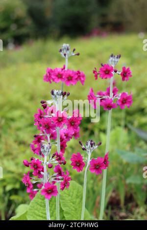 Nahaufnahme von hellrosa Kerzenleuchtern-Primula-Blüten Stockfoto