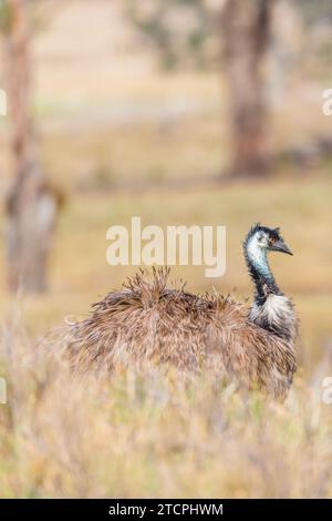 Wilde Emu (Dromaius novaehollandiae) auf der Weide von New South Wales Stockfoto
