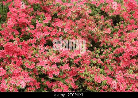 Großer Azaleenstrauch bedeckt mit Massen rosa Blüten Stockfoto