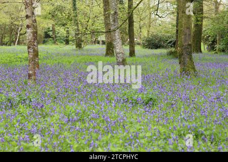 Waldboden im Frühjahr, bedeckt mit wilden Glockenblöcken Stockfoto