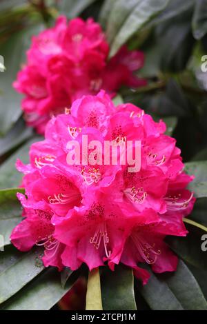 Nahaufnahme einer einzigen rosa Rhododendron-Blume Stockfoto