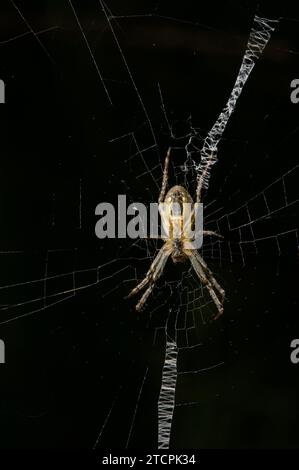 Eine weibliche Saint Andrews Cross Spider (Argiope Aetherea) sitzt in seinem markanten Netz, das ihm seinen Namen gibt. Das Männchen ist kleiner und unauffällig. Stockfoto