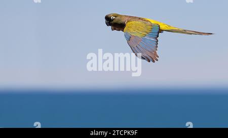 Der Grabsittich fliegt über dem Meer Stockfoto