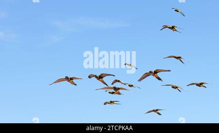 Herde von Grabsittichen im Flug Stockfoto