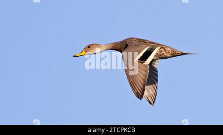 Geflecktes Petrol im Flug Stockfoto