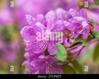 Rosafarbene Blüten des sibirischen Rhododendron-Kopierraums. Rhododendron dauricum. Frühjahrsblüte des Altai Rhododendron. Nahaufnahme von Rhododendron dauricu Stockfoto