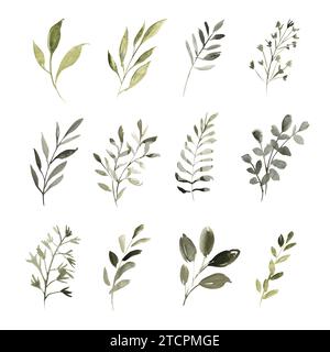 Botanisches Aquarell-Set von grünen Pflanzen und Zweigen. Handgezeichnete Illustration der botanischen Vorlage für Grußkarten oder Hochzeitseinladungen Stockfoto