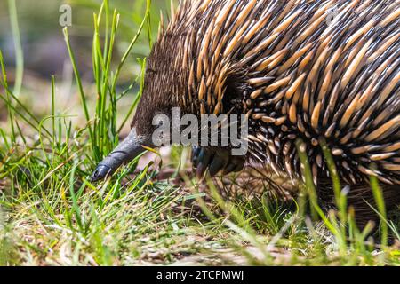 Kurzschnauzenechidna (Tachyglossus aculeatus), auch Kurzschnauzenechidna genannt, sucht im Gras Nahrung. Stockfoto