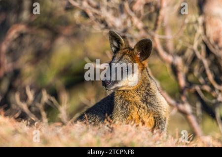 Sumpf Wallaby (Wallabia bicolor), weiblich Stockfoto