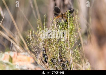 Swamp Wallaby (Wallabia bicolor) Stockfoto