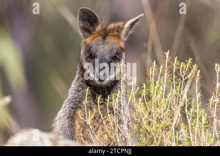 Swamp Wallaby (Wallabia bicolor) Stockfoto