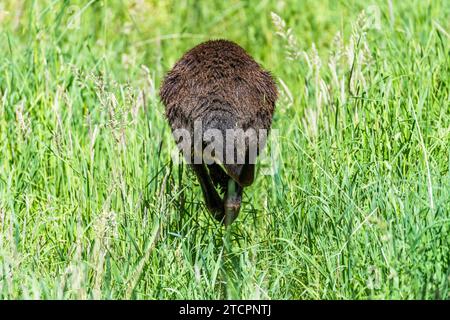 Sumpfwallaby (Wallabia bicolor), das ins Gras springt Stockfoto
