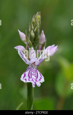 Moorland Fleckorchidee (Dactylorhiza maculata), Makroaufnahme einer einzelnen Blume, Nordrhein-Westfalen, Deutschland Stockfoto