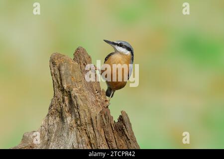 Eurasische Nuthatch (Sitta europaea), sitzend auf totem Holz, Wilden, Nordrhein-Westfalen, Deutschland Stockfoto