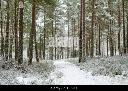 Schneebedeckter Pfad durch einen Kiefernwald. Nethy Bridge, Highlands, Schottland Stockfoto