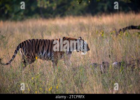 Tiger in den hohen Gräsern Stockfoto