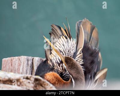 Australasian Darter Bird thront auf einem hölzernen Pier und trocknet ab, von oben auf den Kopf, Schnabel und Tufty Feathers, darunter blaugrünes Wasser Stockfoto