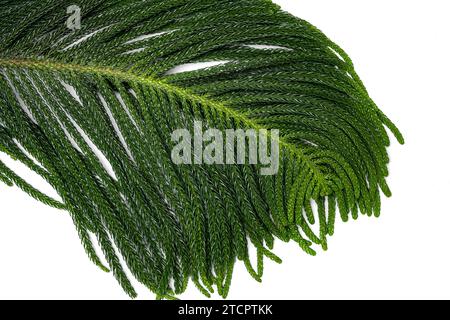 Grüner Tannenzweig isoliert über weißem Hintergrund Stockfoto