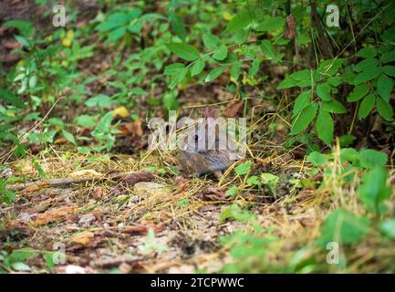 Ein junges braunes Kaninchen sitzt aufrecht mitten in einem Flecken trockenem Gras und gefallenen Blättern unter grünen Laubbäumen im Wayne National Forest, Ohio. Stockfoto