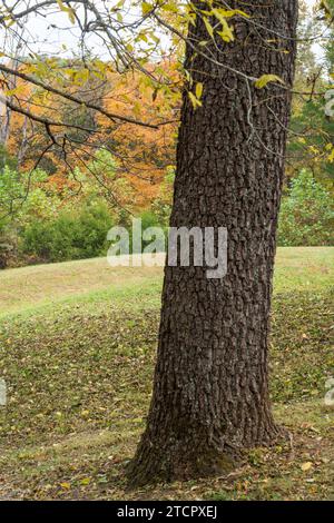 Das Serpent Mound State Memorial, Effigy Mound in Peebles, Ohio Stockfoto