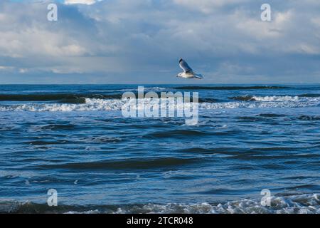 Möwen (Larinae) am Strand, Nordsee, Zandvoort, Niederlande Stockfoto