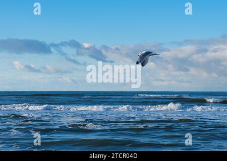 Möwen (Larinae) am Strand, Nordsee, Zandvoort, Niederlande Stockfoto