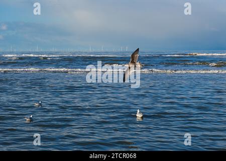 Möwen (Larinae) am Strand, Nordsee, Zandvoort, Niederlande Stockfoto