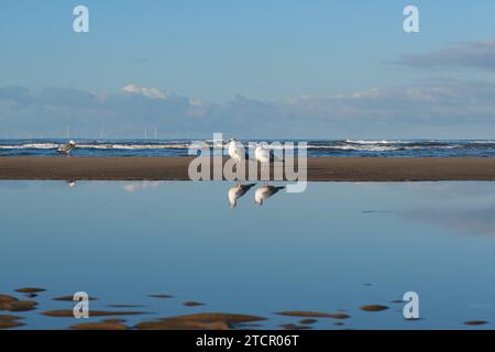 Möwen (Larinae) am Strand, Nordsee, Zandvoort, Niederlande Stockfoto