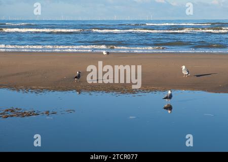 Möwen (Larinae) am Strand, Nordsee, Zandvoort, Niederlande Stockfoto