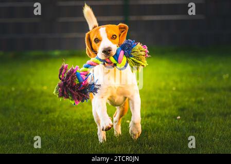 Beagle-Hund Spaß im Garten im Freien Lauf und springe mit Ball in Richtung Kamera. Hintergrund des Hundes Stockfoto