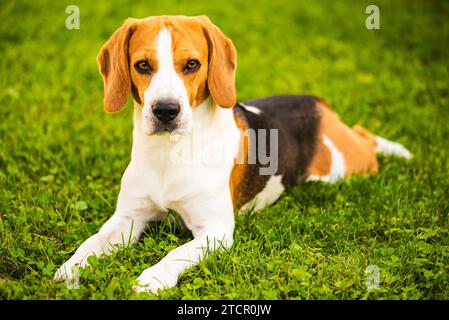 Beagle Hund liegend auf Gras Hintergrund. Platz kopieren Stockfoto