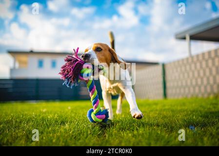 Beagle-Hund Spaß im Garten im Freien Lauf und springe mit Ball in Richtung Kamera. Hintergrund des Hundes Stockfoto