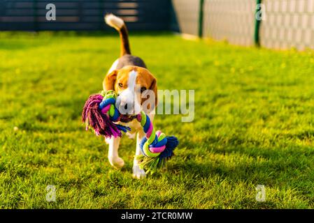 Beagle-Hund Spaß im Garten im Freien Lauf und springe mit Ball in Richtung Kamera. Hintergrund des Hundes Stockfoto