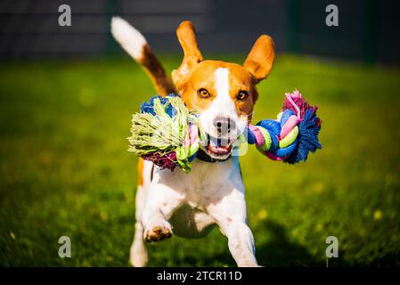 Beagle Hund springt und läuft wie verrückt mit einem Spielzeug in einem Hinterhof auf die Kamera zu Stockfoto