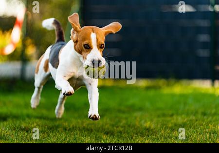Beagle-Hund Spaß im Garten im Freien Lauf und springe mit Ball in Richtung Kamera. Hintergrund des Hundes Stockfoto
