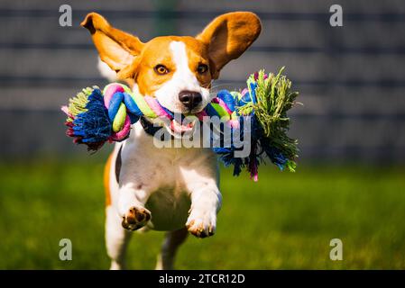 Beagle Hund springt und läuft wie verrückt mit einem Spielzeug in einem Hinterhof auf die Kamera zu Stockfoto