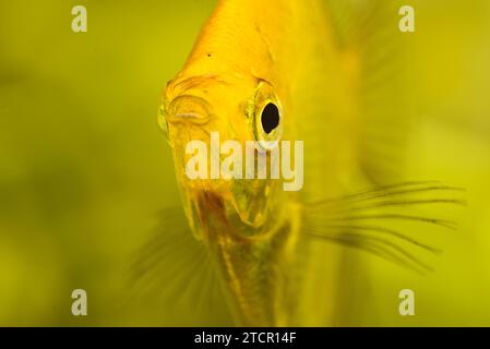 Gold Pterophyllum scalare in Aquarienwasser, gelbe Engelsfische. Detaillierte Nahaufnahme. Hintergrund Stockfoto