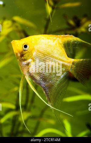 Gold Pterophyllum scalare in Aquarienwasser, gelbe Engelsfische. Hintergrund Stockfoto