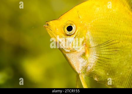 Gold Pterophyllum scalare in Aquarienwasser, gelbe Engelsfische. Detaillierte Nahaufnahme. Hintergrund Stockfoto