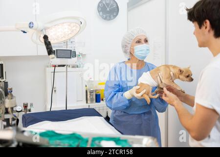 Mann Besitzer des Chihuahua Hundes holt Haustier nach Behandlung in der Tierarztklinik ab. Stockfoto