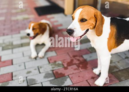 Epagneul Breton, Brittany Spaniel und Beagle Hund. Zwei Hunde ruhen im Schatten auf einem kühlen gemauerten Bürgersteig neben einem Haus. Hundehintergrund Stockfoto