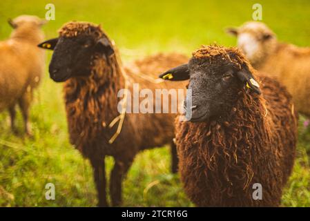 Brauner wolle, schwarze Schafe auf einer Wiese in einer Herde konfrontiert. Bauernhof mit Schafen Konzept. Tier closeup Stockfoto